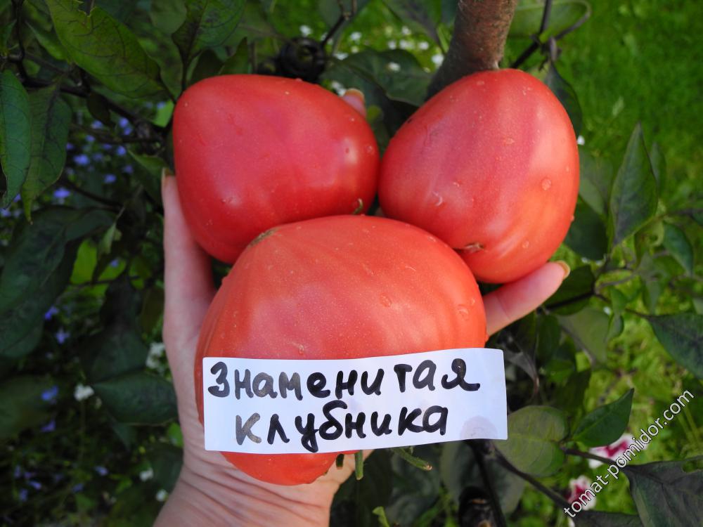 Знаменитая клубника миссис Шлаубах (Mrs. Schlaubaugh’s Famous Strawberry)