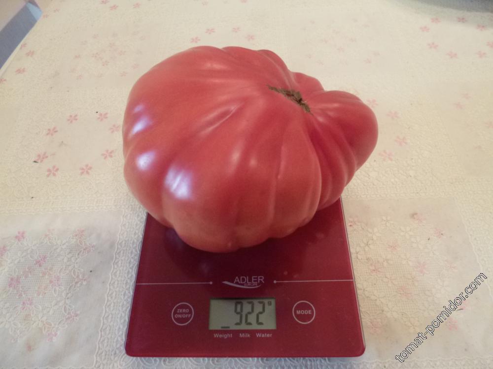 Сезон 2017 томаты