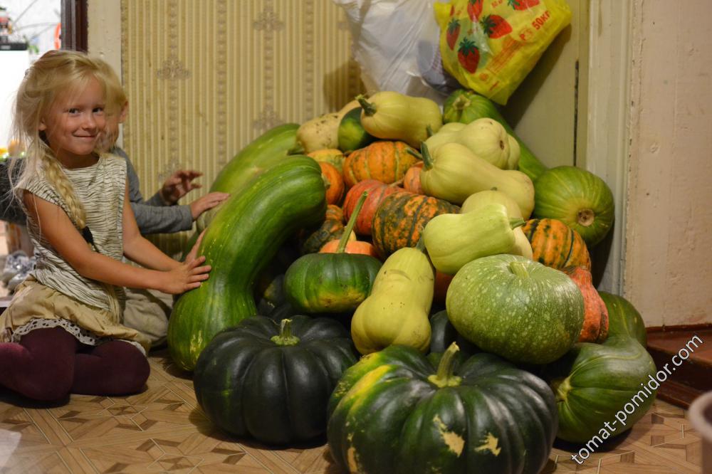 Занесли тыквенный урожай в дом)