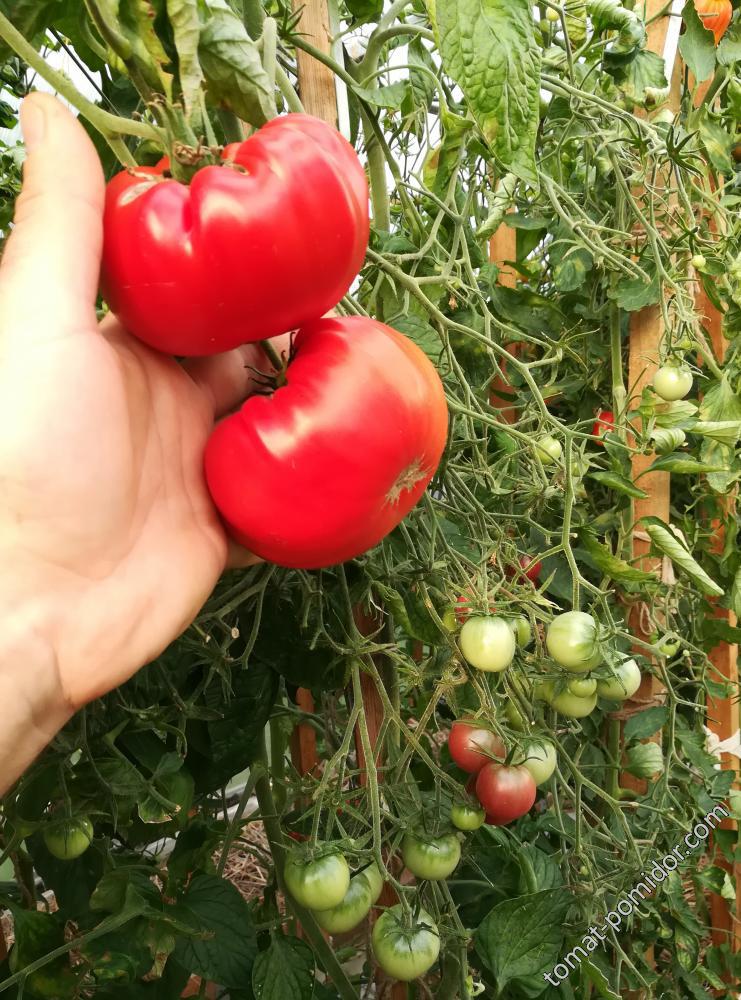 Солнце Севера 19.09.17г.