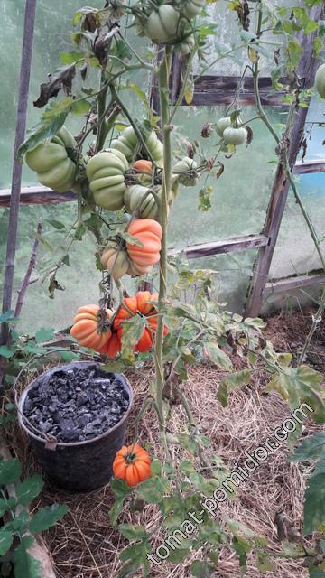 Урожай, 17 сентябрь 2017 томат Грибное лукошко