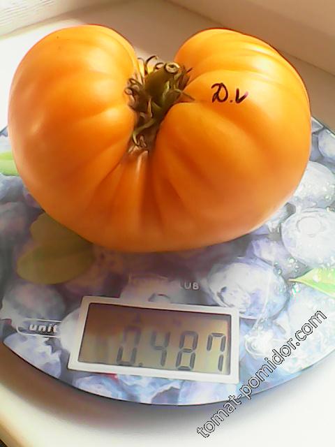 Доктор Вич