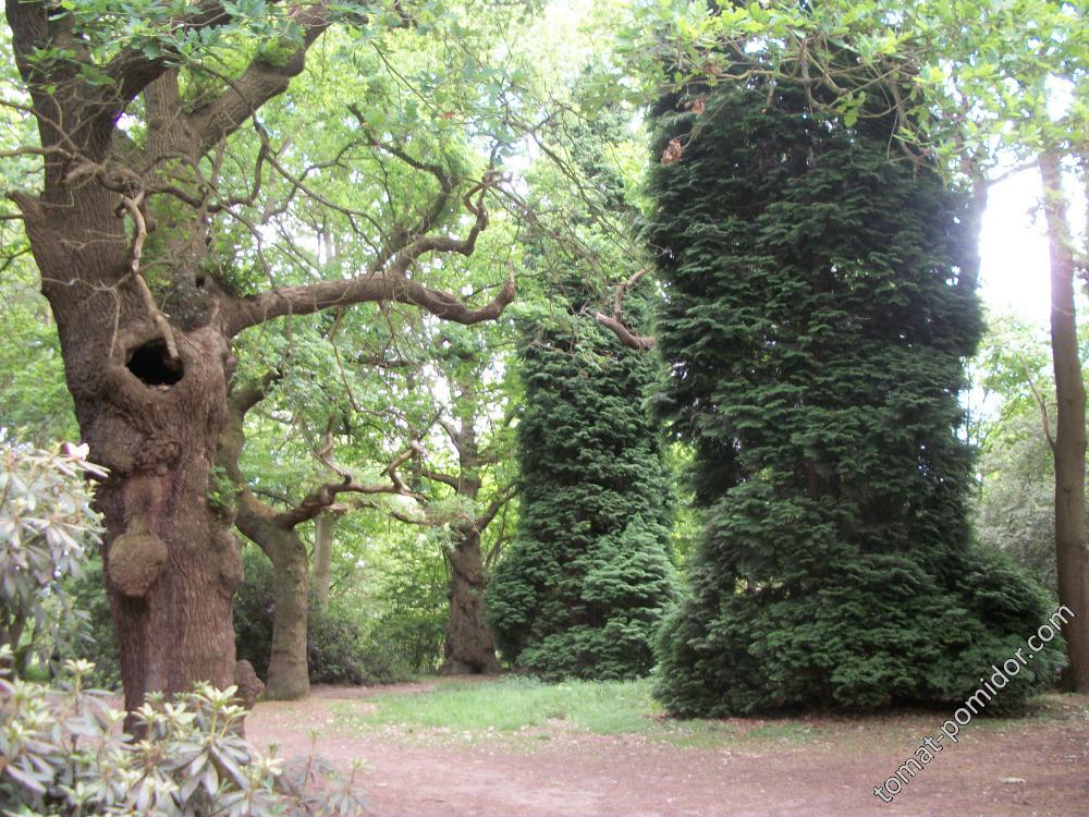 Isabella Plantation