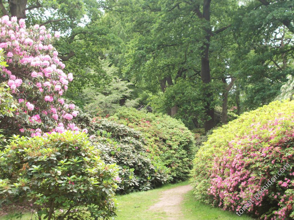 Isabella Plantation