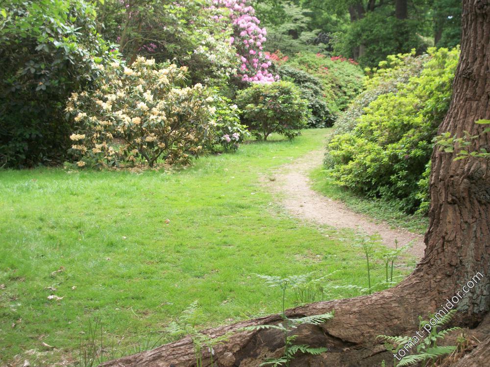 Isabella Plantation