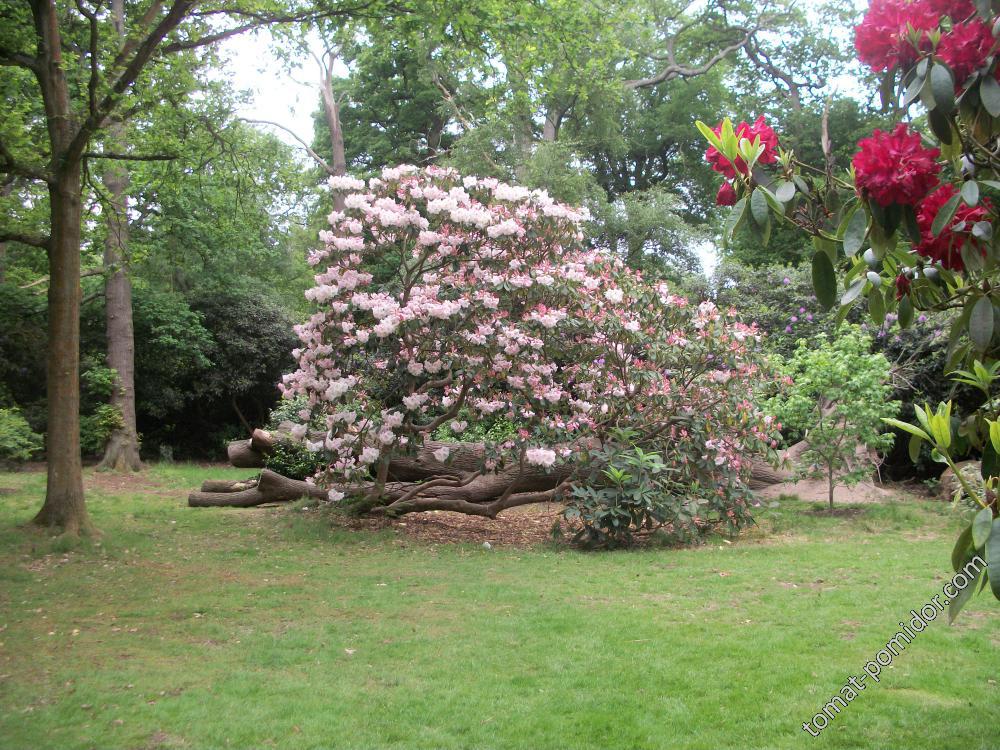 Isabella Plantation