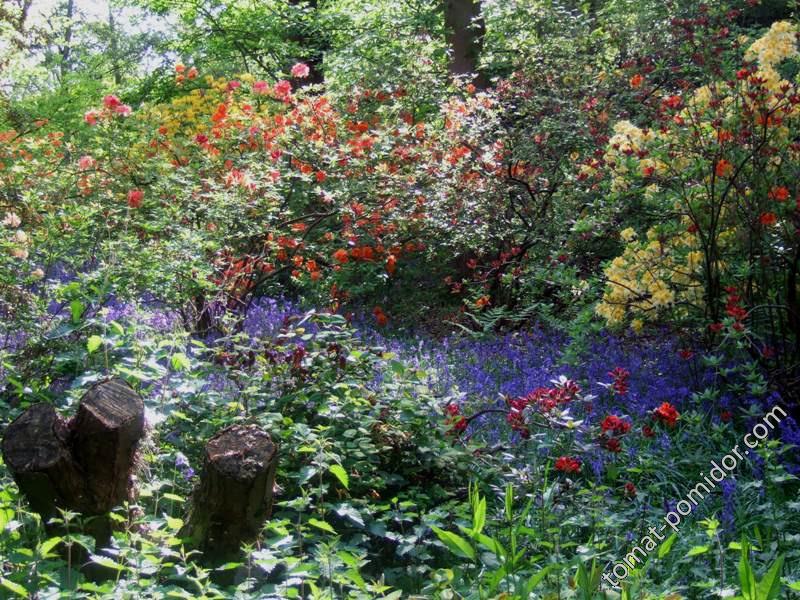 Isabella Plantation