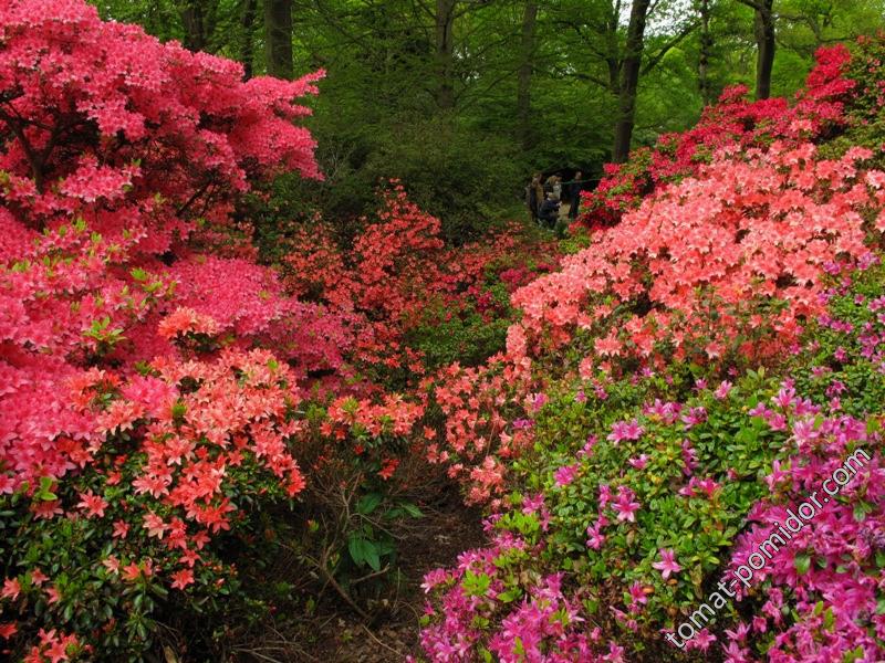 Isabella Plantation