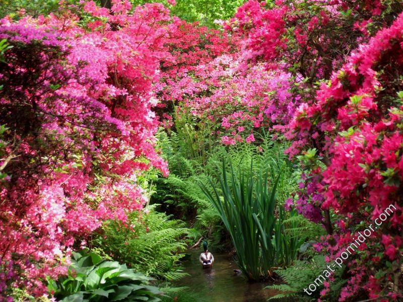 Isabella Plantation