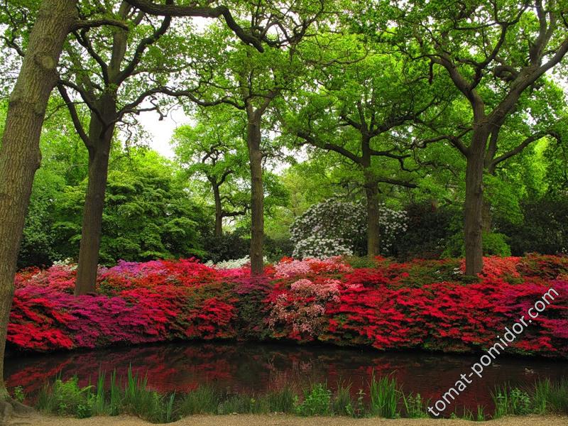 Isabella Plantation