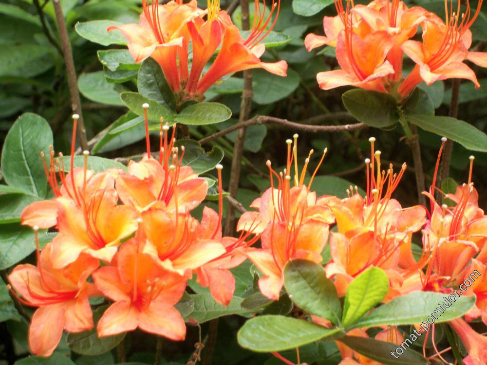 азалии и рододендроны Isabella Plantation