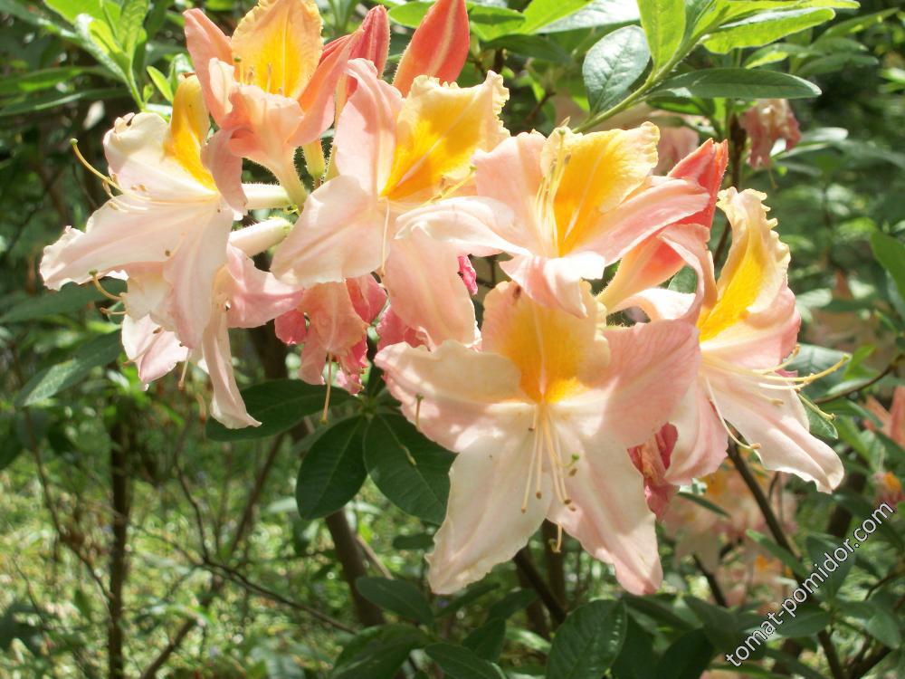 азалии и рододендроны Isabella Plantation