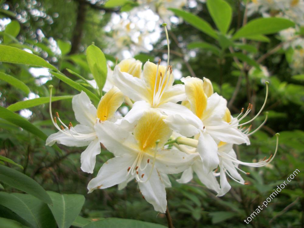 азалии и рододендроны Isabella Plantation