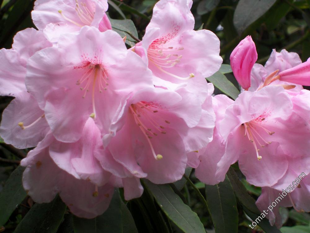 азалии и рододендроны Isabella Plantation