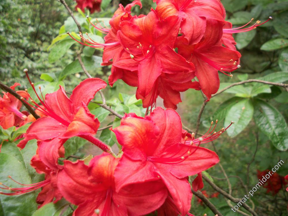 азалии и рододендроны Isabella Plantation