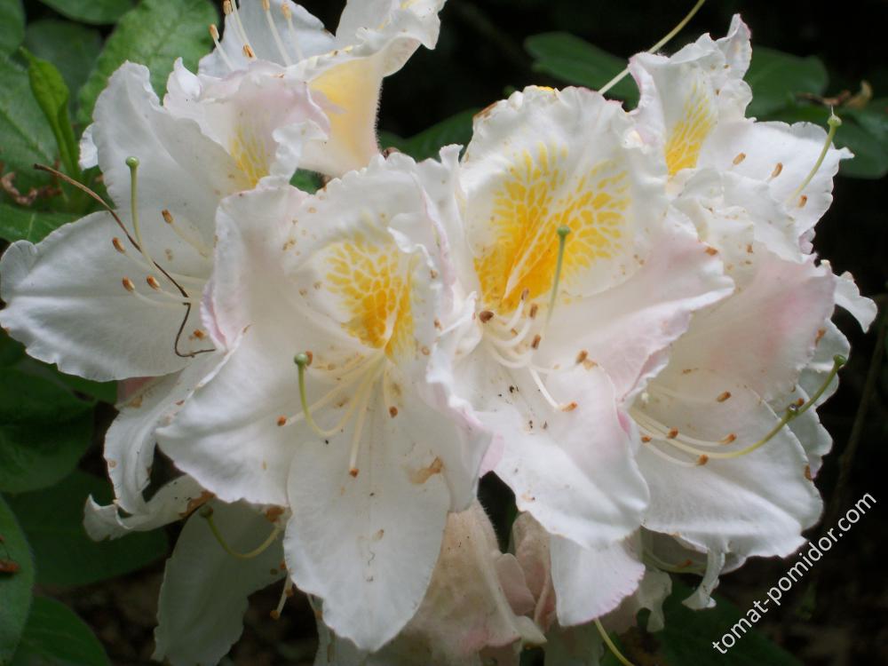 азалии и рододендроны Isabella Plantation