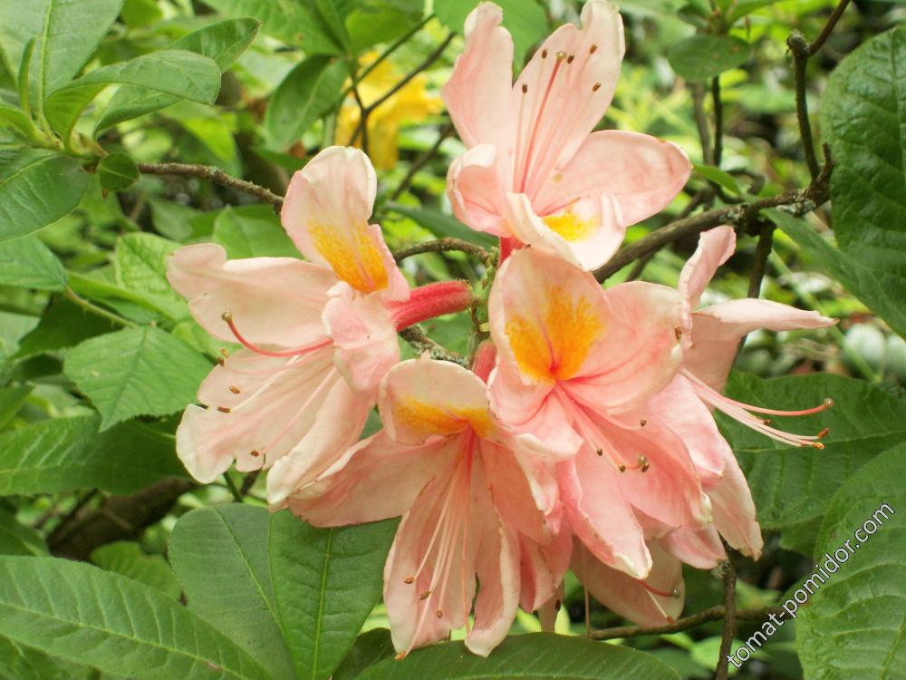 азалии и рододендроны Isabella Plantation