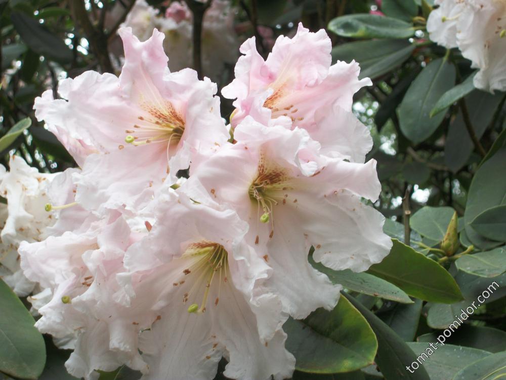 азалии и рододендроны Isabella Plantation