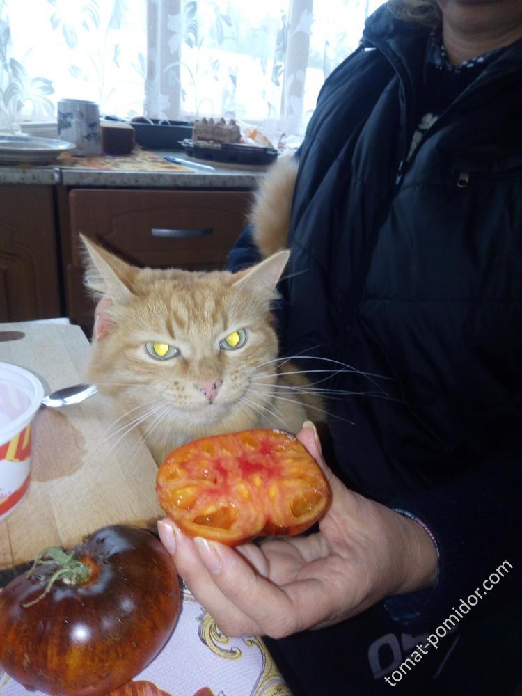 Кот уже не мог есть помидоры...