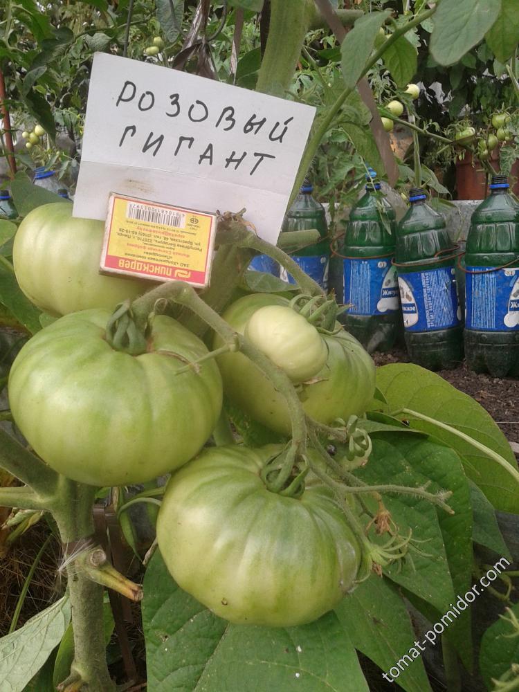 23.07.2017 19.25 Розовый гигант