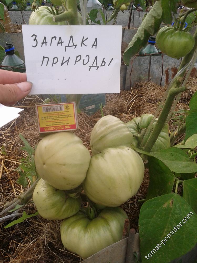 23.07.2017 19.29 Загадка природы