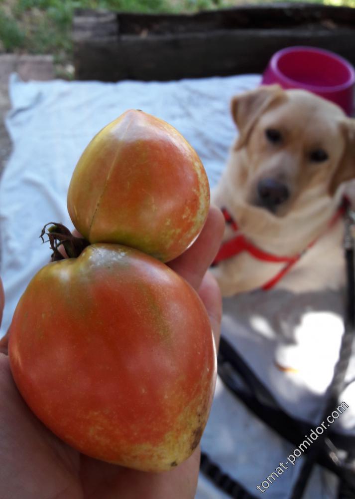 tomatoyunkie