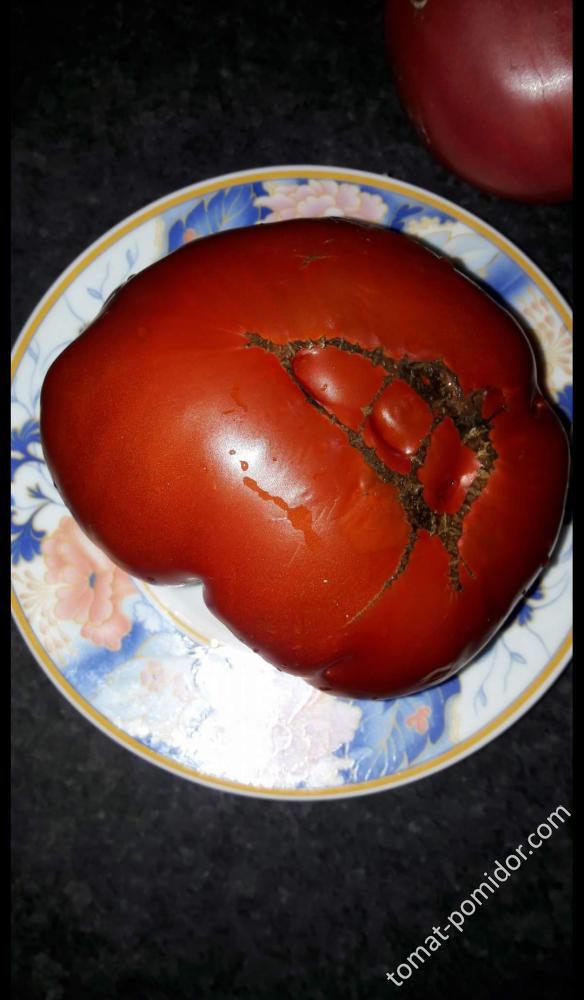 tomatoyunkie
