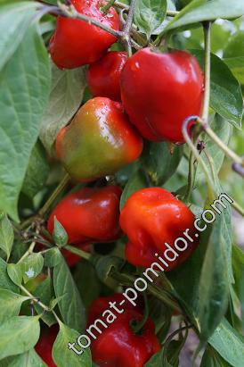 ROCOTO GIANT RED