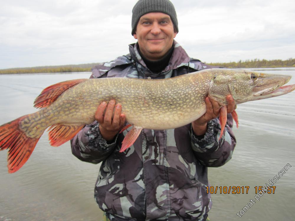 Вот такие рыбки у нас водятся 6кг.  не самая большая.