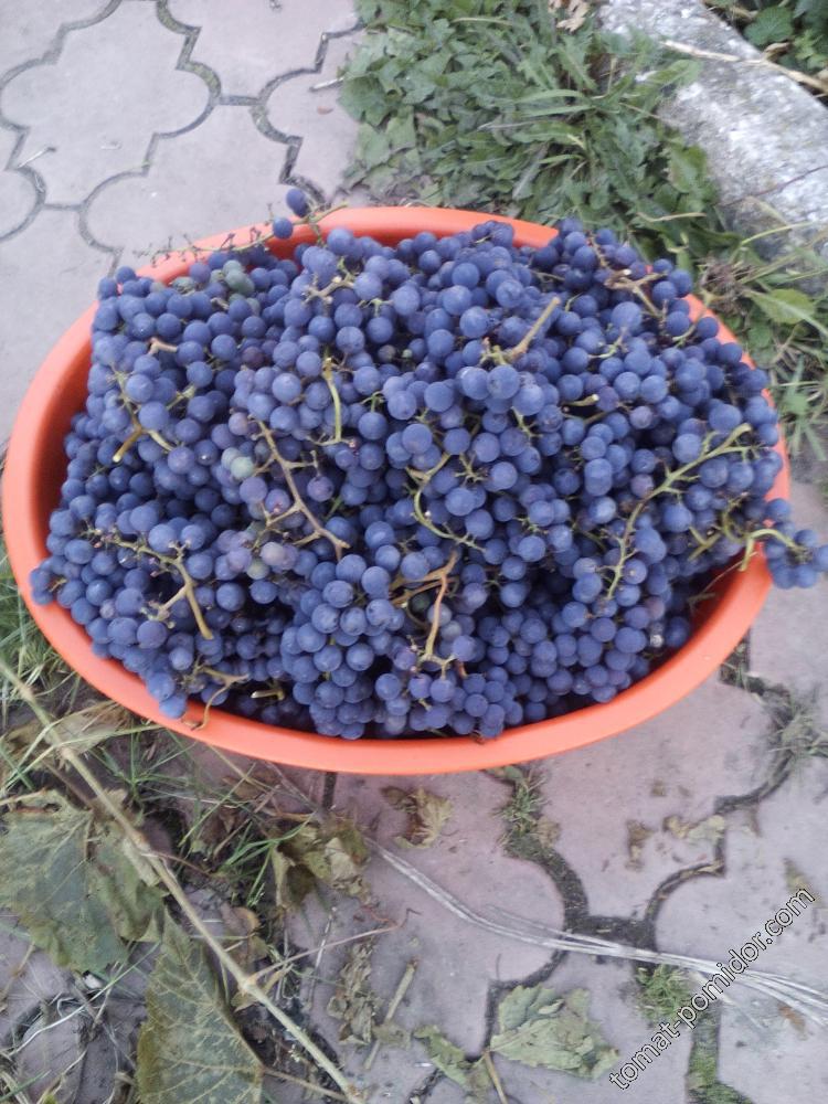 амурский виноград