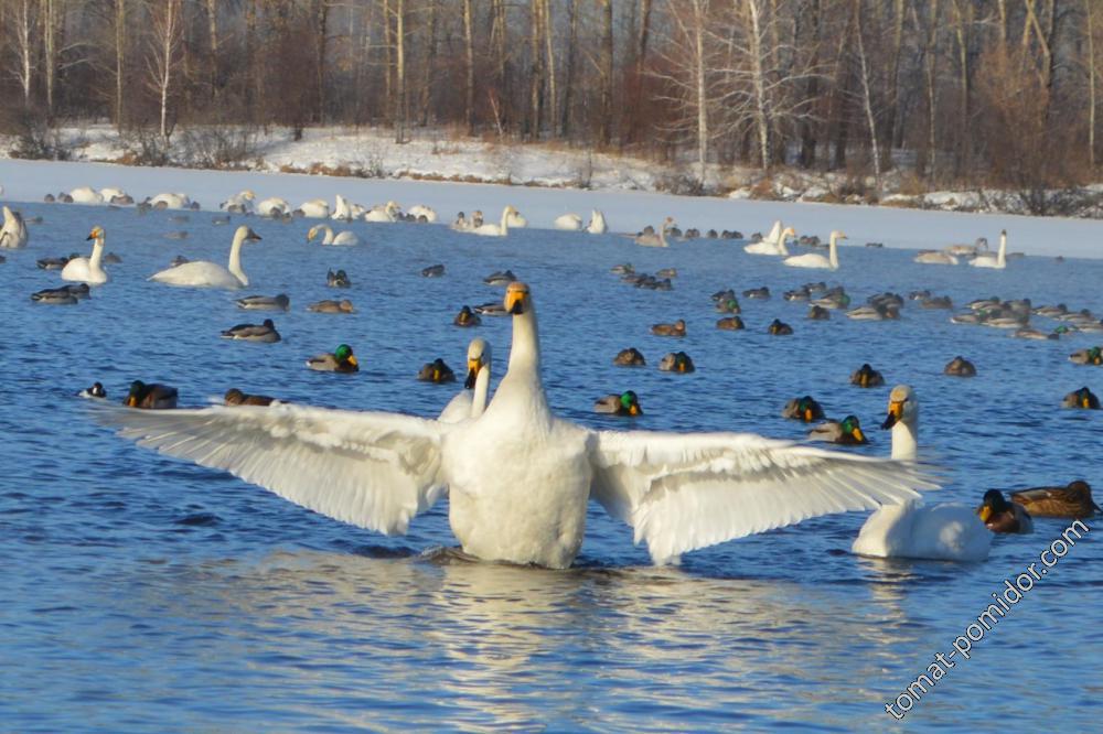 лебединый заказник