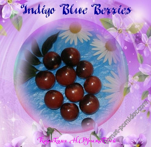 Indigo Blue Berries