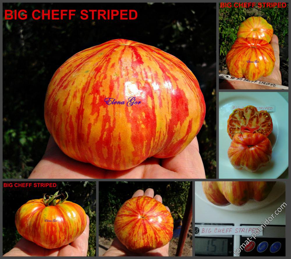 BIG CHEFF STRIPED