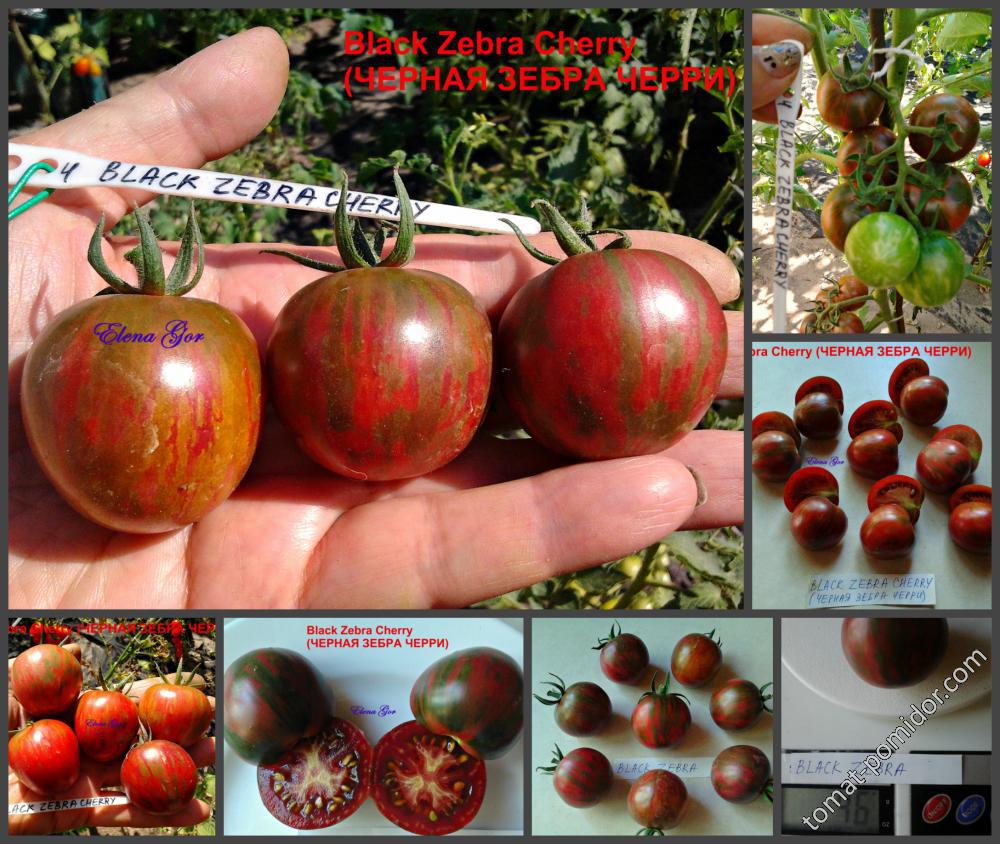 Black Zebra Cherry (ЧЕРНАЯ ЗЕБРА ЧЕРРИ)