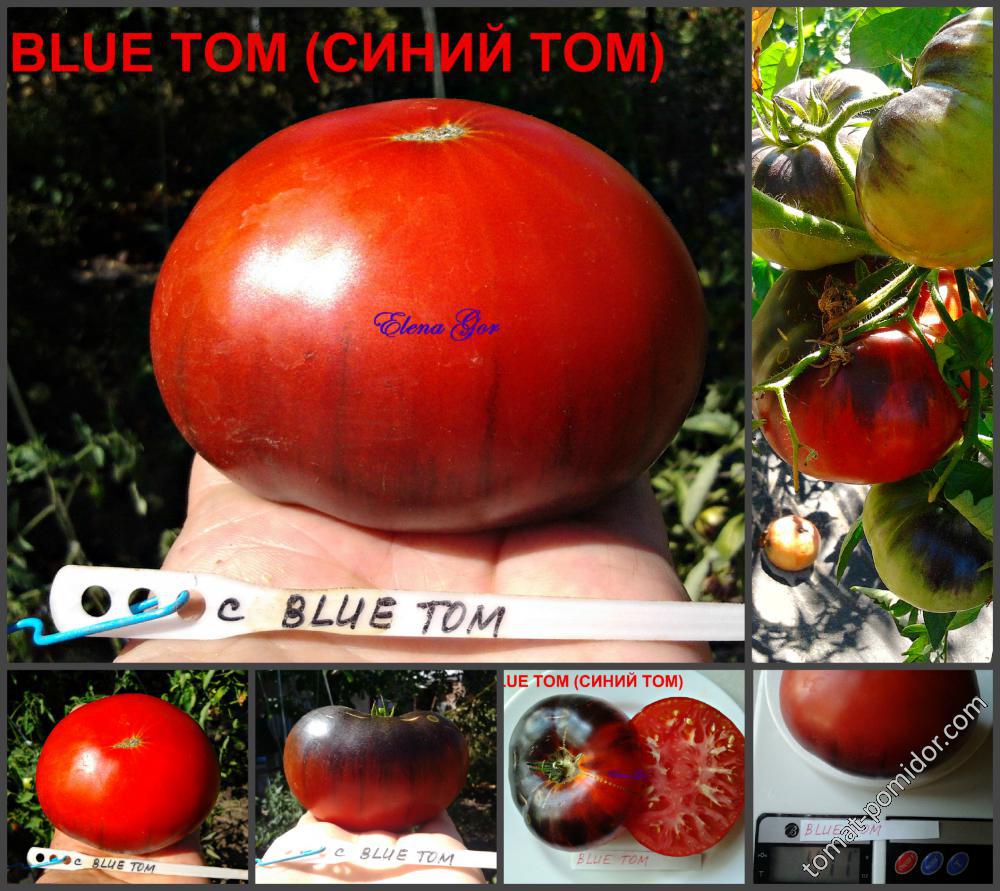 BLUE TОМ (СИНИЙ ТОМ)