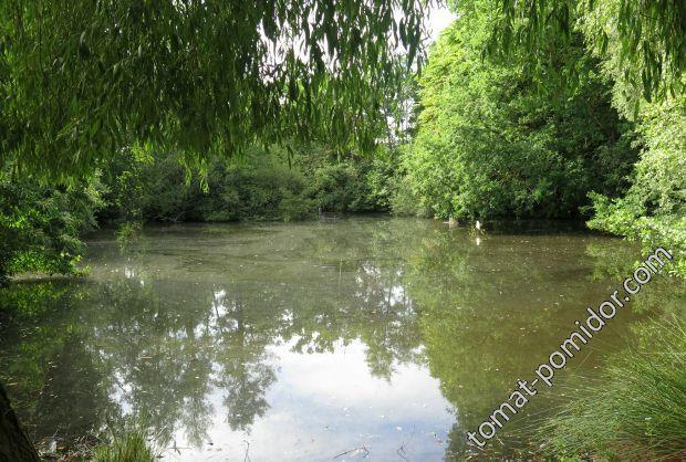 Blackmoor Pond