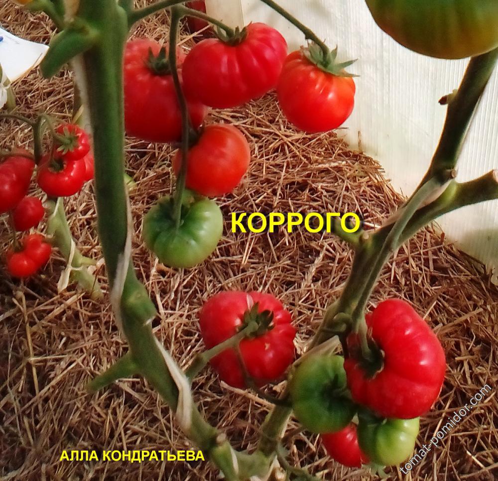 КОРРОГО