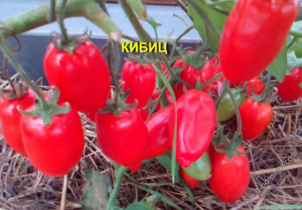 КИБИЦ