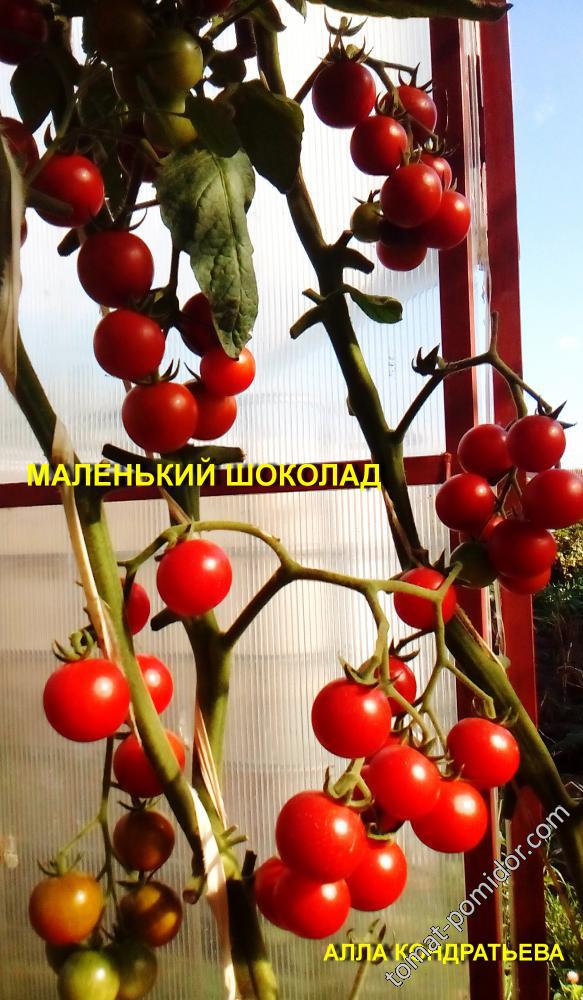 МАЛЕНЬКИЙ ШОКОЛАД