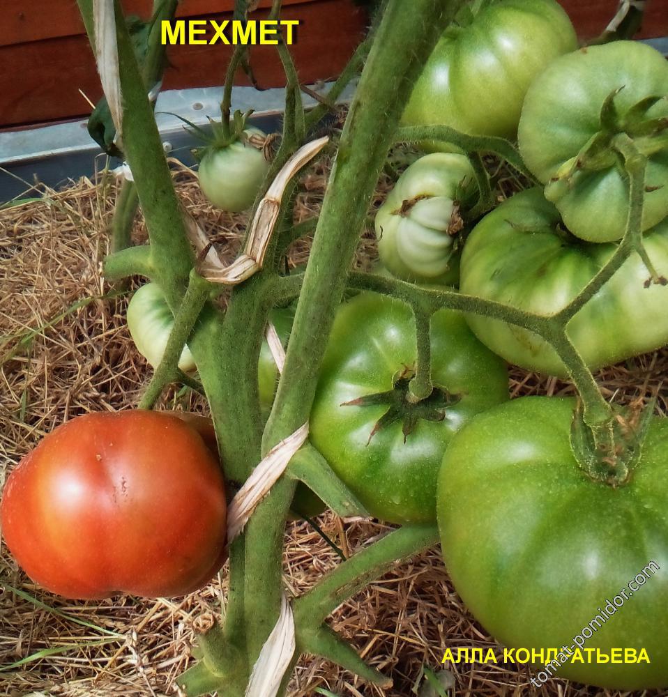 МЕХМЕТ