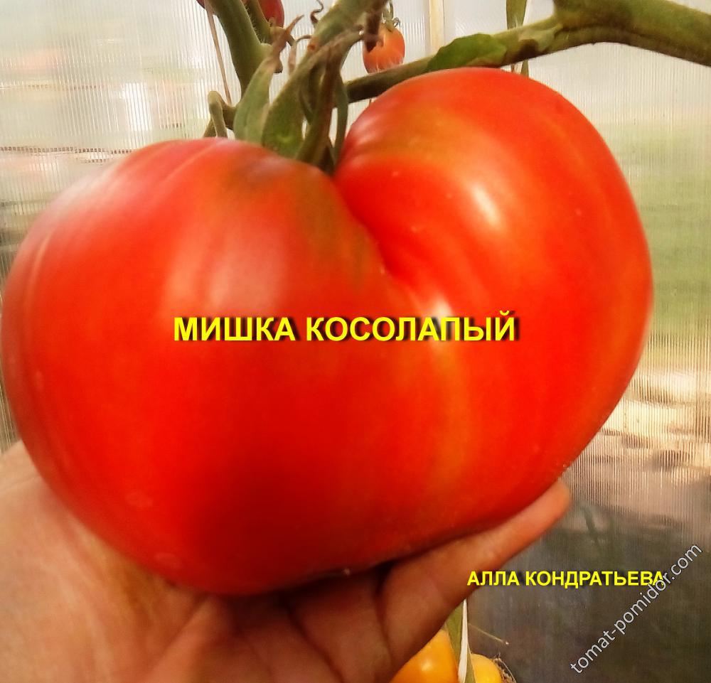 МИШКА КОСОЛАПЫЙ