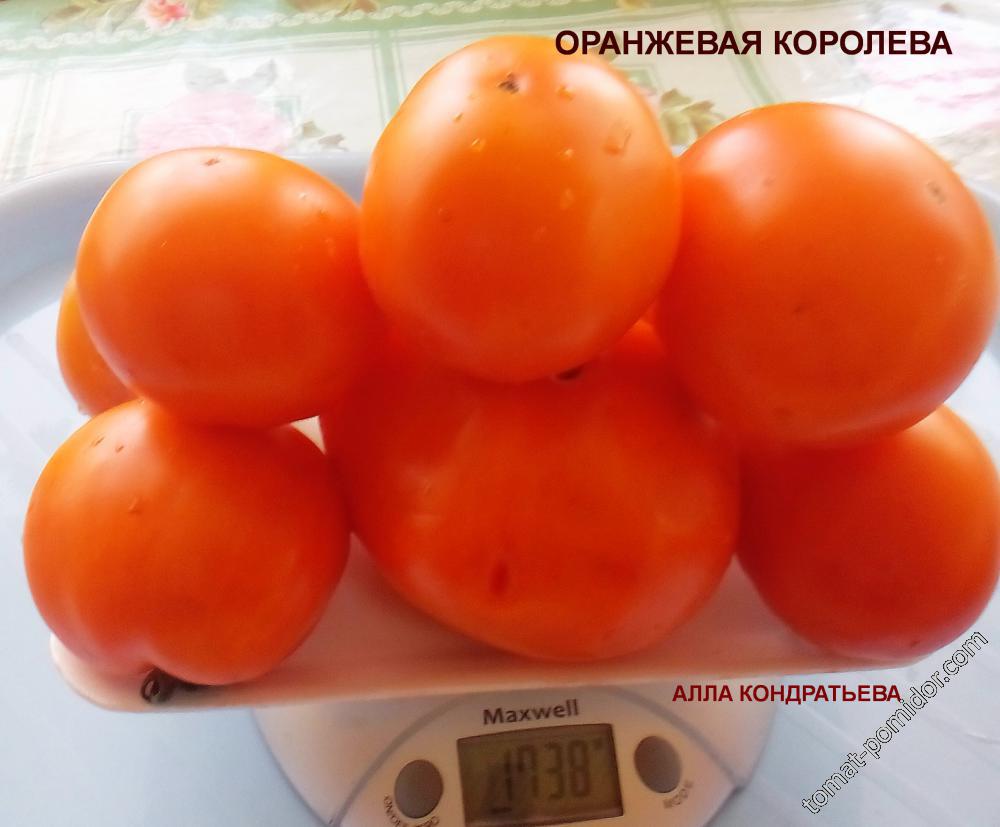 ОРАНЖЕВАЯ КОРОЛЕВА