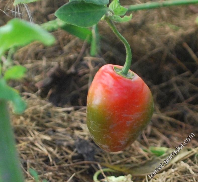 Rocoto