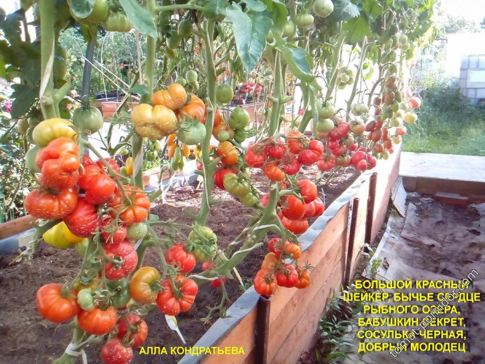 томаты на высокой грядке