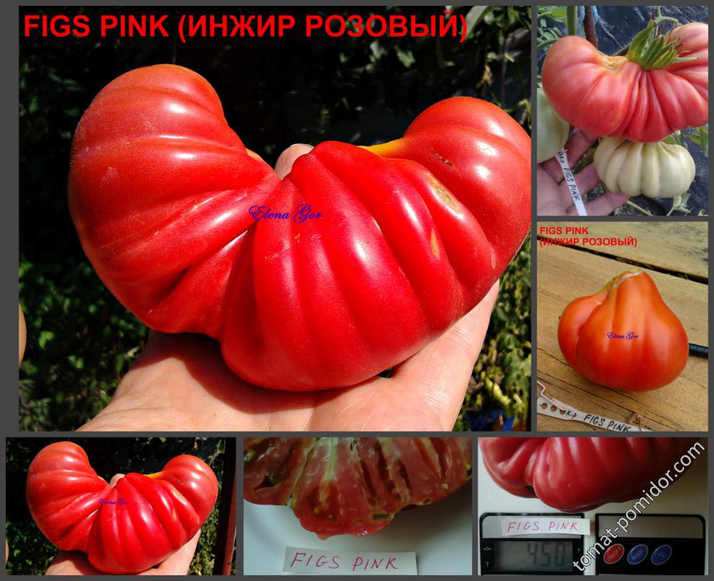 FIGS PINK  (ИНЖИР РОЗОВЫЙ)