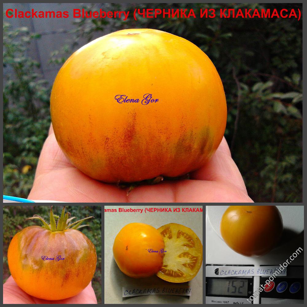 Clackamas Blueberry (ЧЕРНИКА ИЗ КЛАКАМАСА)