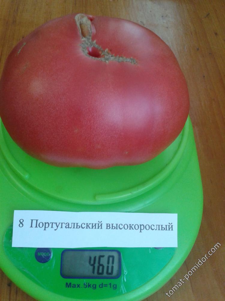 Португальский высокорослый