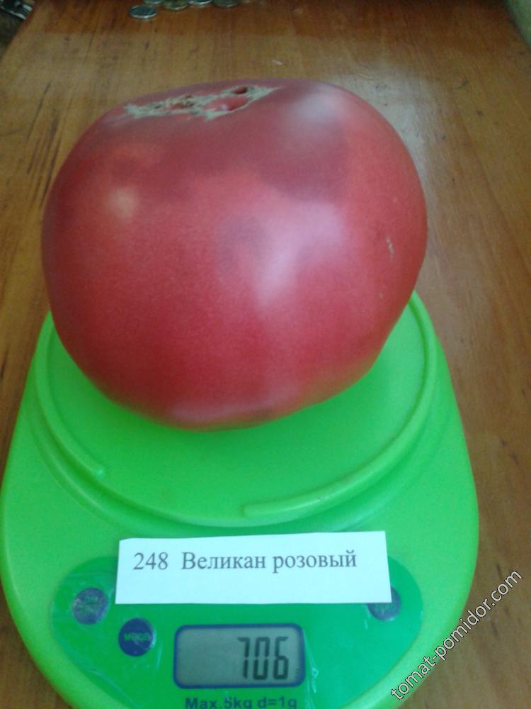 томат Великан розовый