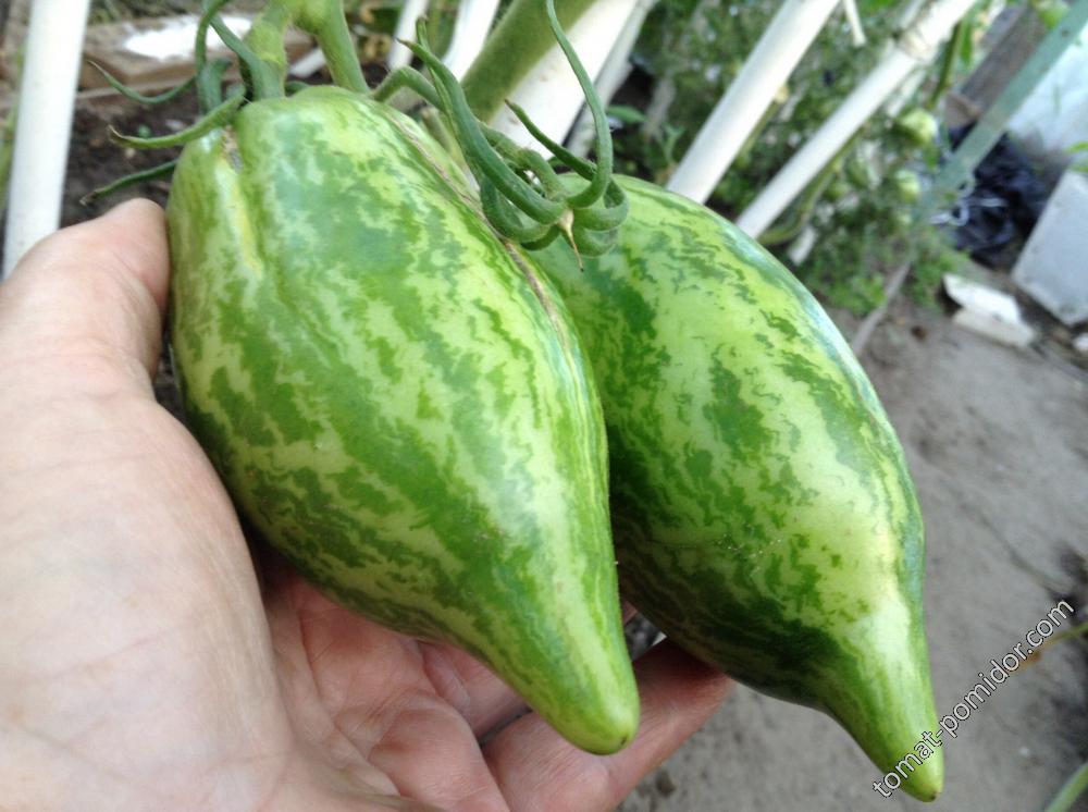 Фламинго полосатый