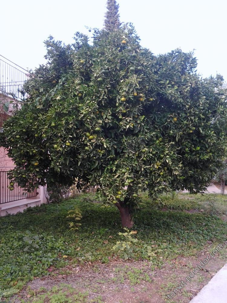 дерево с мандаринами